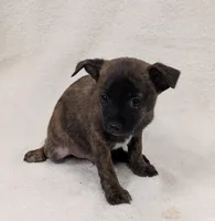 Rodney , a male Chihuahua and Pomchi for sale in Bolivar, MO – Photo 3 of 4