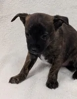 Rodney , a male Chihuahua and Pomchi for sale in Bolivar, MO – Photo 2 of 4