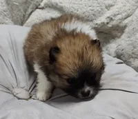 Grizzly , a male Pomchi for sale in Bolivar, MO – Photo 3 of 4