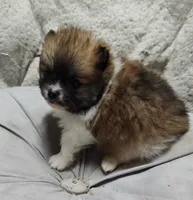 Grizzly , a male Pomchi for sale in Bolivar, MO – Photo 4 of 4