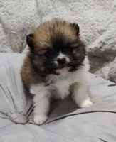 Grizzly , a male Pomchi for sale in Bolivar, MO – Photo 1 of 4