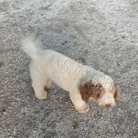 Knox, a male Poodle - Standard  for sale in Bolivar, MO – Photo 4 of 5