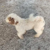 Knox, a male Poodle - Standard  for sale in Bolivar, MO – Photo 3 of 5