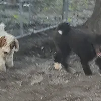 Knox, a male Poodle - Standard  for sale in Bolivar, MO – Photo 5 of 5