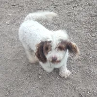Knox, a male Poodle - Standard  for sale in Bolivar, MO – Photo 2 of 5