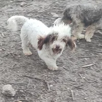 Knox, a male Poodle - Standard  for sale in Bolivar, MO – Photo 1 of 5
