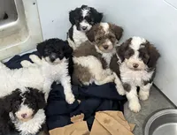 Cindy , a female Poodle - Miniature  and Miniature Aussiedoodle for sale in Bolivar, MO – 3 of 4