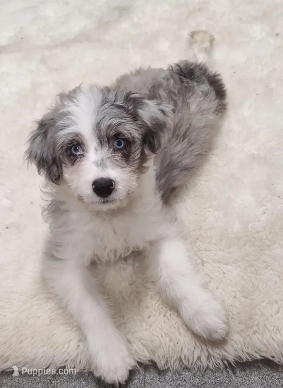 Patty  – Miniature Australian Shepherd, Miniature Aussiedoodle puppy for sale in Bolivar, MO