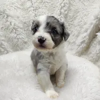 Patty , a female Miniature Australian Shepherd and Miniature Aussiedoodle for sale in Bolivar, MO – Photo 8 of 8
