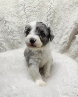 Patty , a female Miniature Australian Shepherd and Miniature Aussiedoodle for sale in Bolivar, MO – Photo 6 of 6