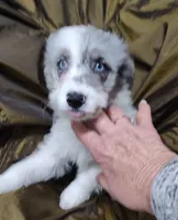 Patty , a female Miniature Australian Shepherd and Miniature Aussiedoodle for sale in Bolivar, MO – Photo 5 of 10