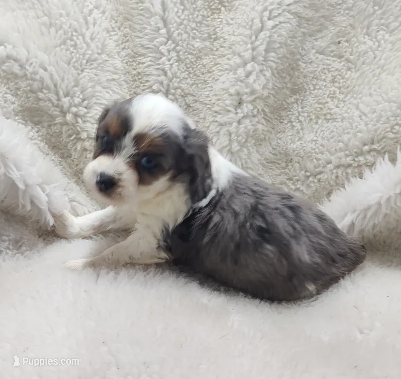 Patty  – Miniature Australian Shepherd, Miniature Aussiedoodle puppy for sale in Bolivar, MO