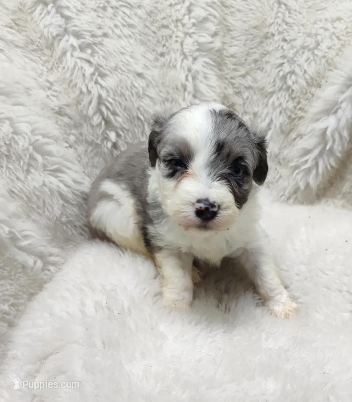 Patty , a female Miniature Australian Shepherd and Miniature Aussiedoodle for sale in Bolivar, MO – Photo 1 of 6