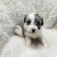Patty , a female Miniature Australian Shepherd and Miniature Aussiedoodle for sale in Bolivar, MO – Photo 3 of 8