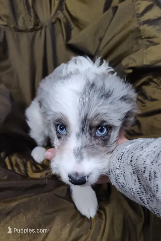 Patty  – Miniature Australian Shepherd, Miniature Aussiedoodle puppy for sale in Bolivar, MO