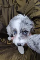 Patty , a female Miniature Australian Shepherd and Miniature Aussiedoodle for sale in Bolivar, MO – Photo 1 of 10