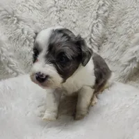 Patty , a female Miniature Australian Shepherd and Miniature Aussiedoodle for sale in Bolivar, MO – Photo 7 of 8
