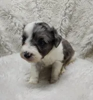Patty , a female Miniature Australian Shepherd and Miniature Aussiedoodle for sale in Bolivar, MO – Photo 4 of 6