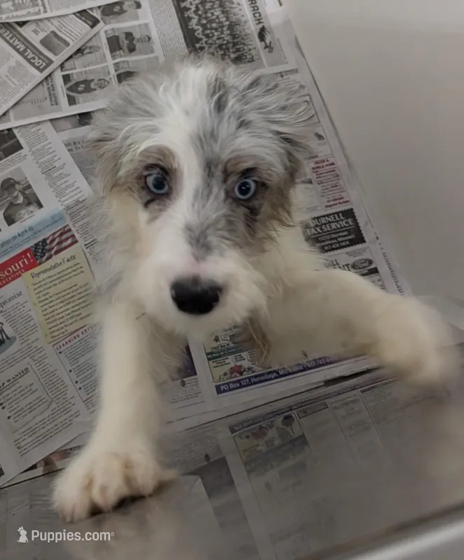Patty  – Miniature Australian Shepherd, Miniature Aussiedoodle puppy for sale in Bolivar, MO