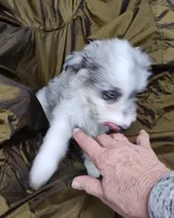Patty , a female Miniature Australian Shepherd and Miniature Aussiedoodle for sale in Bolivar, MO – Photo 6 of 10