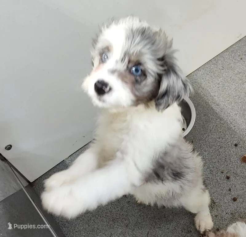 Patty  – Miniature Australian Shepherd, Miniature Aussiedoodle puppy for sale in Bolivar, MO