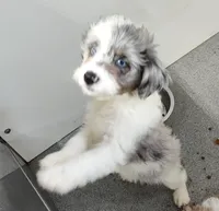 Patty , a female Miniature Australian Shepherd and Miniature Aussiedoodle for sale in Bolivar, MO – Photo 1 of 8