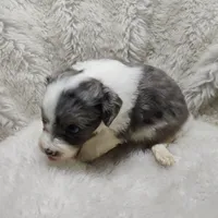 Patty , a female Miniature Australian Shepherd and Miniature Aussiedoodle for sale in Bolivar, MO – Photo 5 of 8