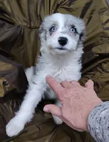 Patty , a female Miniature Australian Shepherd and Miniature Aussiedoodle for sale in Bolivar, MO – Photo 3 of 10