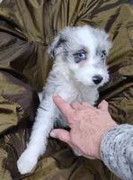 Patty , a female Miniature Australian Shepherd and Miniature Aussiedoodle for sale in Bolivar, MO – Photo 4 of 10
