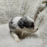 Patty , a female Miniature Australian Shepherd and Miniature Aussiedoodle for sale in Bolivar, MO – Photo 6 of 8