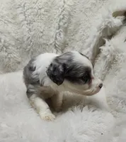 Patty , a female Miniature Australian Shepherd and Miniature Aussiedoodle for sale in Bolivar, MO – Photo 5 of 6