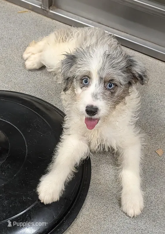 Patty  – Miniature Australian Shepherd, Miniature Aussiedoodle puppy for sale in Bolivar, MO