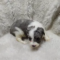 Patty , a female Miniature Australian Shepherd and Miniature Aussiedoodle for sale in Bolivar, MO – Photo 4 of 8