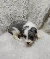 Patty , a female Miniature Australian Shepherd and Miniature Aussiedoodle for sale in Bolivar, MO – Photo 2 of 6