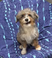 Brutus, a male Miniature Australian Shepherd and Miniature Aussiedoodle for sale in Bolivar, MO – 2 of 10