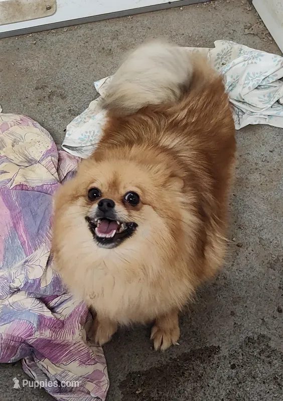 Nellie – Pomeranian puppy for sale in Bolivar, MO