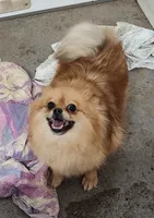 Nellie, a female Pomeranian for sale in Bolivar, MO – Photo 1 of 2