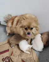 Nellie, a female Pomeranian for sale in Bolivar, MO – Photo 2 of 2