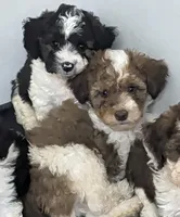 Cindy , a female Poodle - Miniature  and Miniature Aussiedoodle for sale in Bolivar, MO – 4 of 4