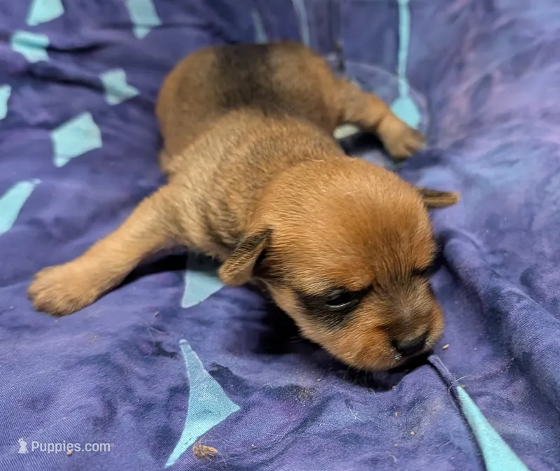 Bo – Chihuahua, Yorkshire Terrier puppy for sale in Bolivar, MO