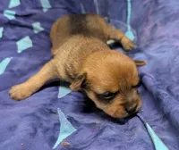 Bo, a male Chihuahua and Yorkshire Terrier for sale in Bolivar, MO – 1 of 4