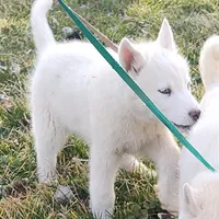 Hank, a male Siberian Husky for sale in Bolivar, MO – Photo 2 of 9