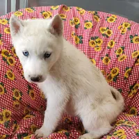 Hank, a male Siberian Husky for sale in Bolivar, MO – Photo 4 of 9