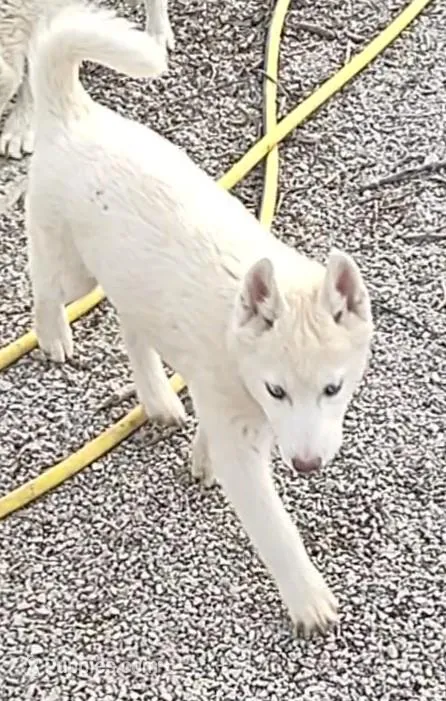 Hank – Siberian Husky puppy for sale in Bolivar, MO