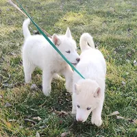 Hank, a male Siberian Husky for sale in Bolivar, MO – Photo 5 of 9