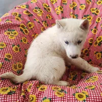 Hank, a male Siberian Husky for sale in Bolivar, MO – Photo 9 of 9