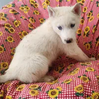 Hank, a male Siberian Husky for sale in Bolivar, MO – Photo 7 of 9