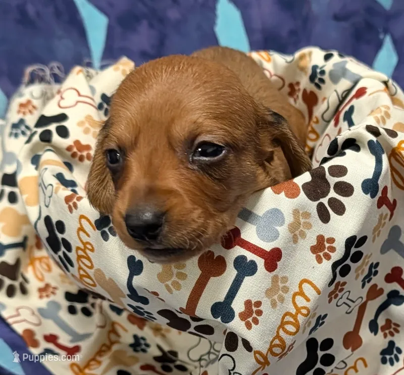 Betty Lou  – Miniature Dachshund puppy for sale in Bolivar, MO