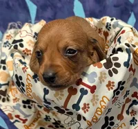 Betty Lou , a female Miniature Dachshund for sale in Bolivar, MO – 1 of 7