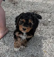Monty, a male Goldendoodle and Miniature Goldendoodle for sale in Bolivar, MO – Photo 1 of 10